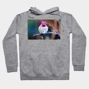 Anna's Hummingbird on a Barberry Bush Hoodie